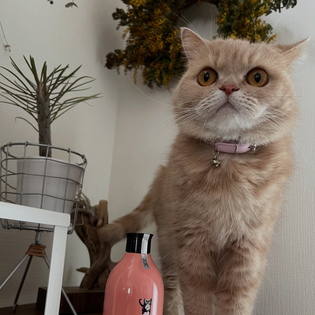 キャッツ アンバサダー ボイス