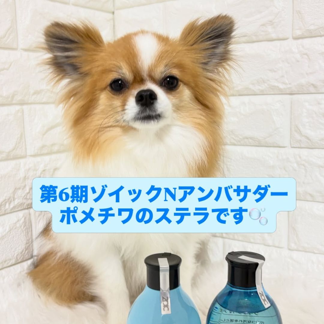 ゾイック N アンバサダー ボイス