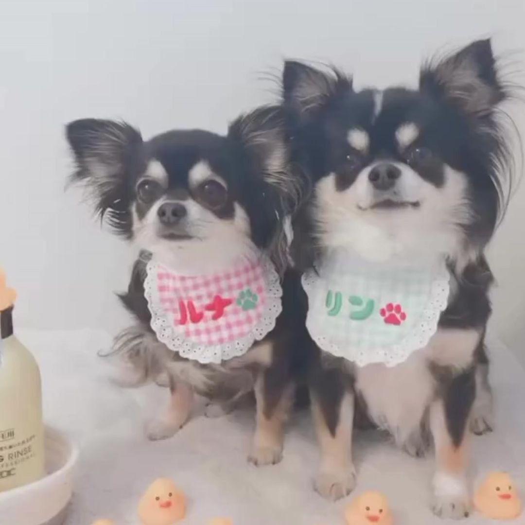 ゾイック N アンバサダー ボイス