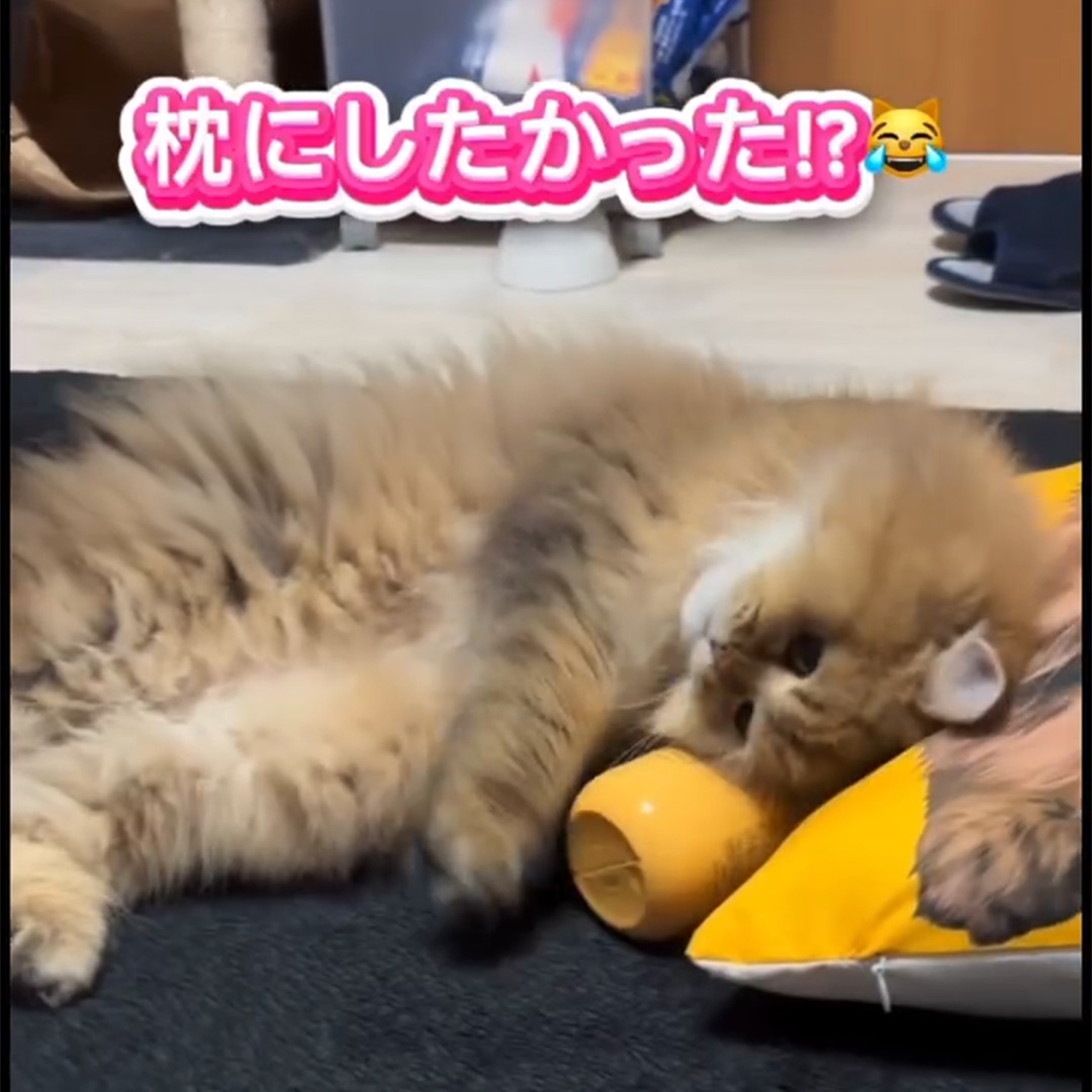 キャッツ アンバサダー ボイス