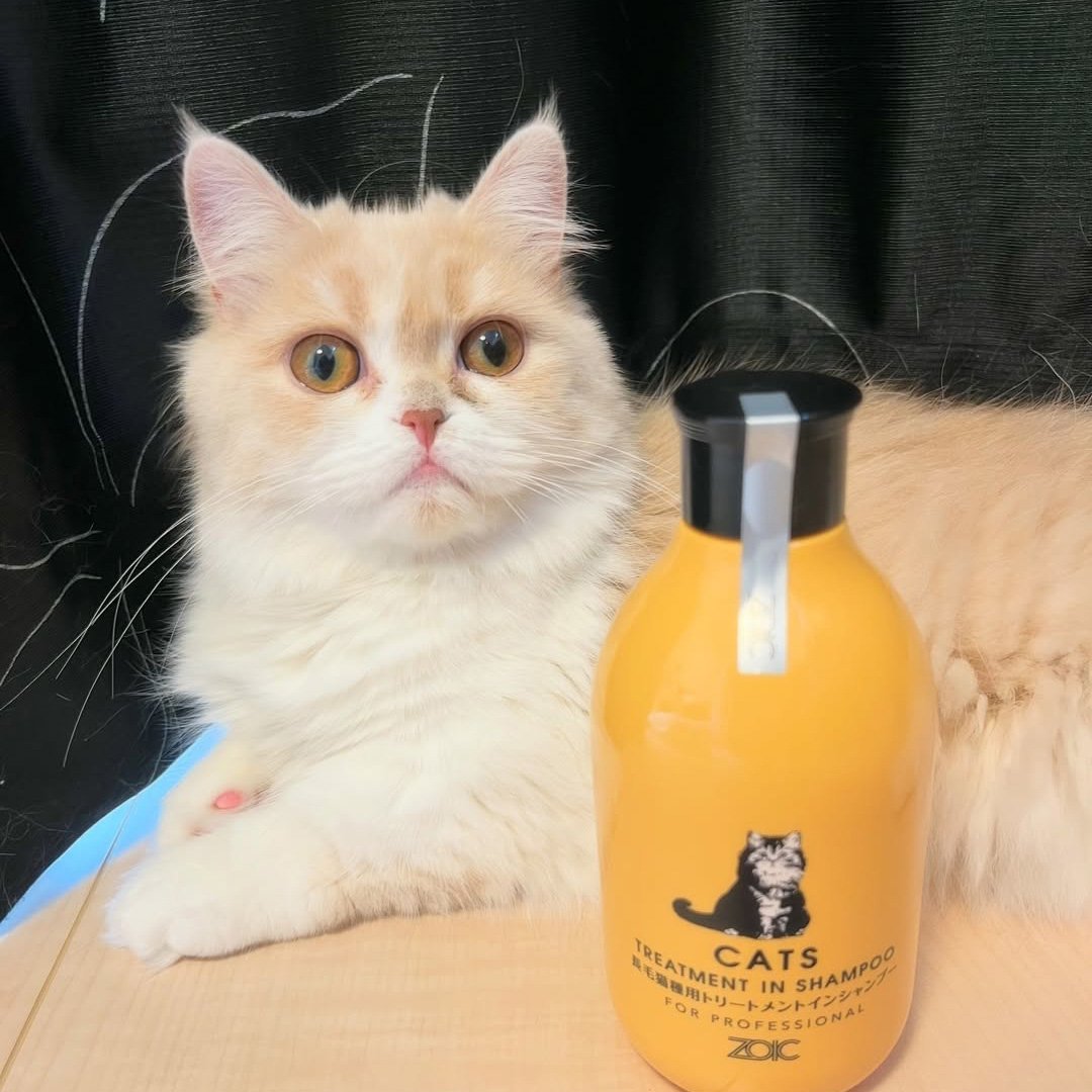 キャッツ アンバサダー ボイス