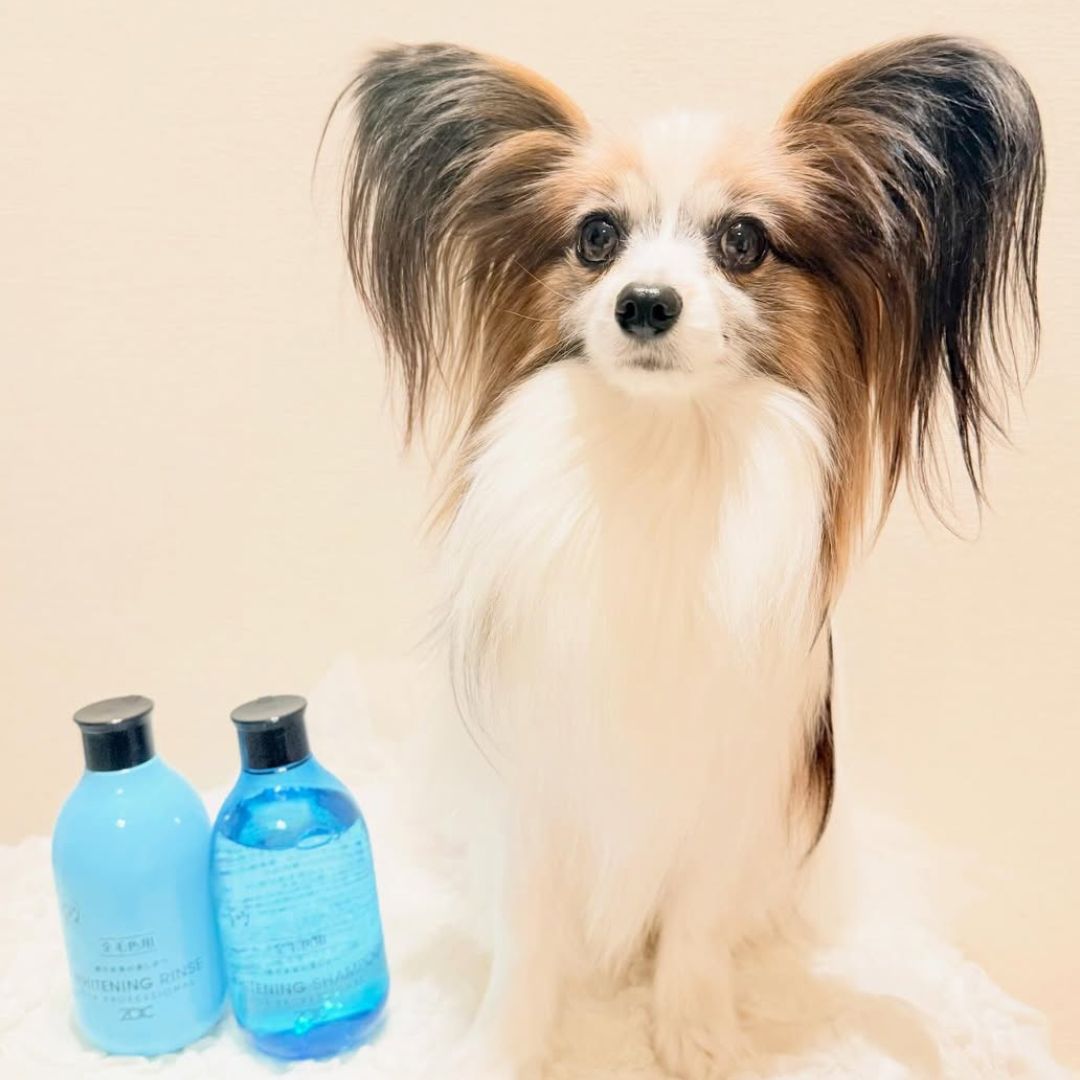 ゾイック N アンバサダー ボイス