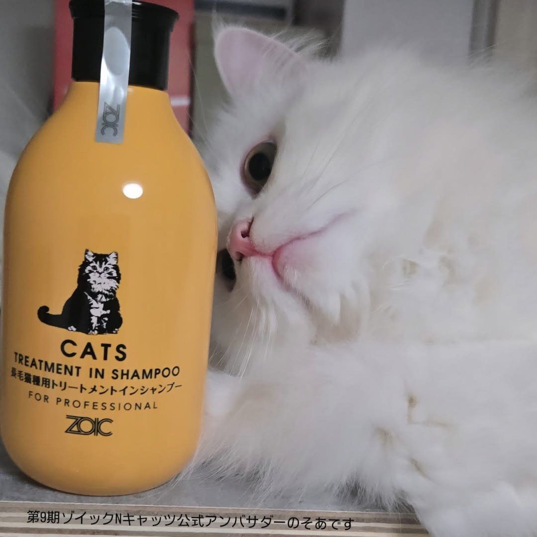 キャッツ アンバサダー ボイス