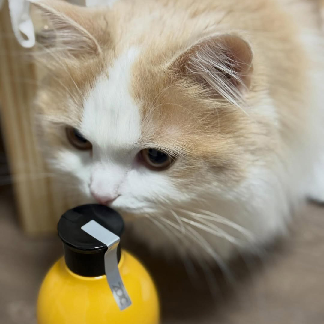 キャッツ アンバサダー ボイス