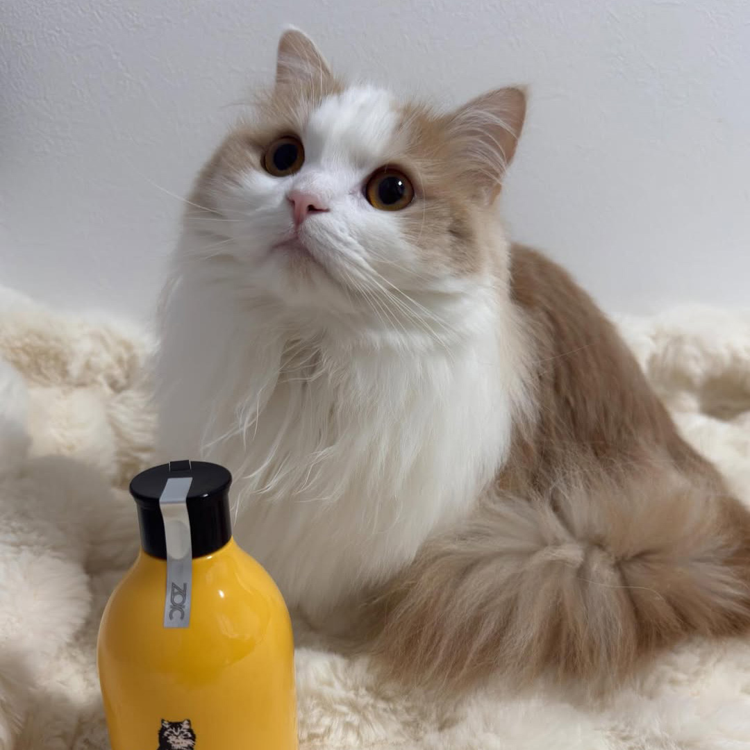 キャッツ アンバサダー ボイス