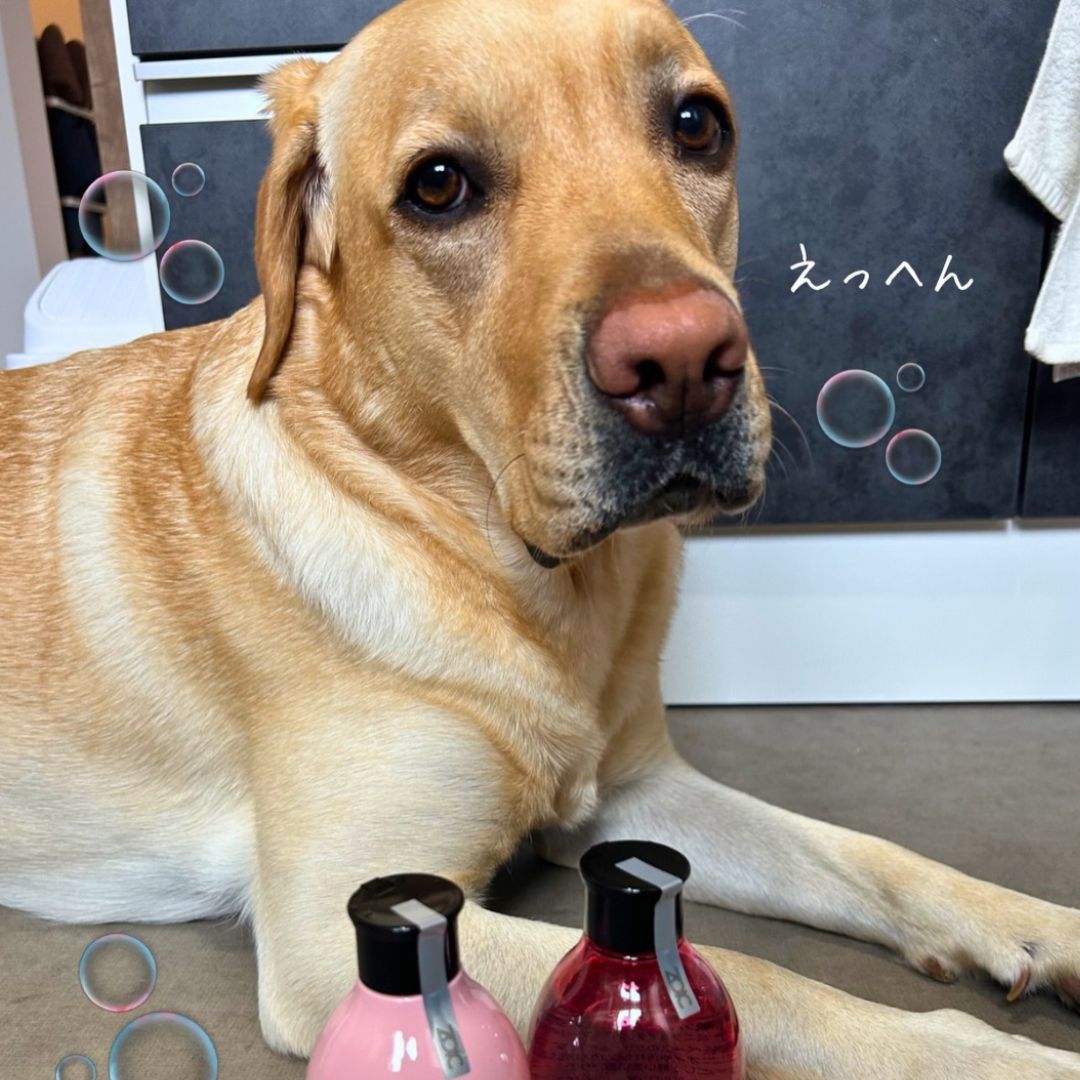 ゾイック N アンバサダー ボイス