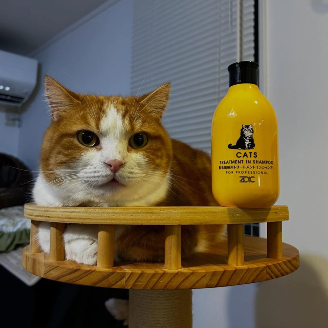 キャッツ アンバサダー ボイス