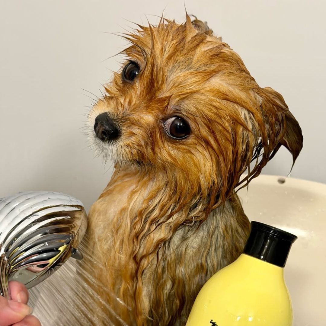 ゾイック N アンバサダー ボイス