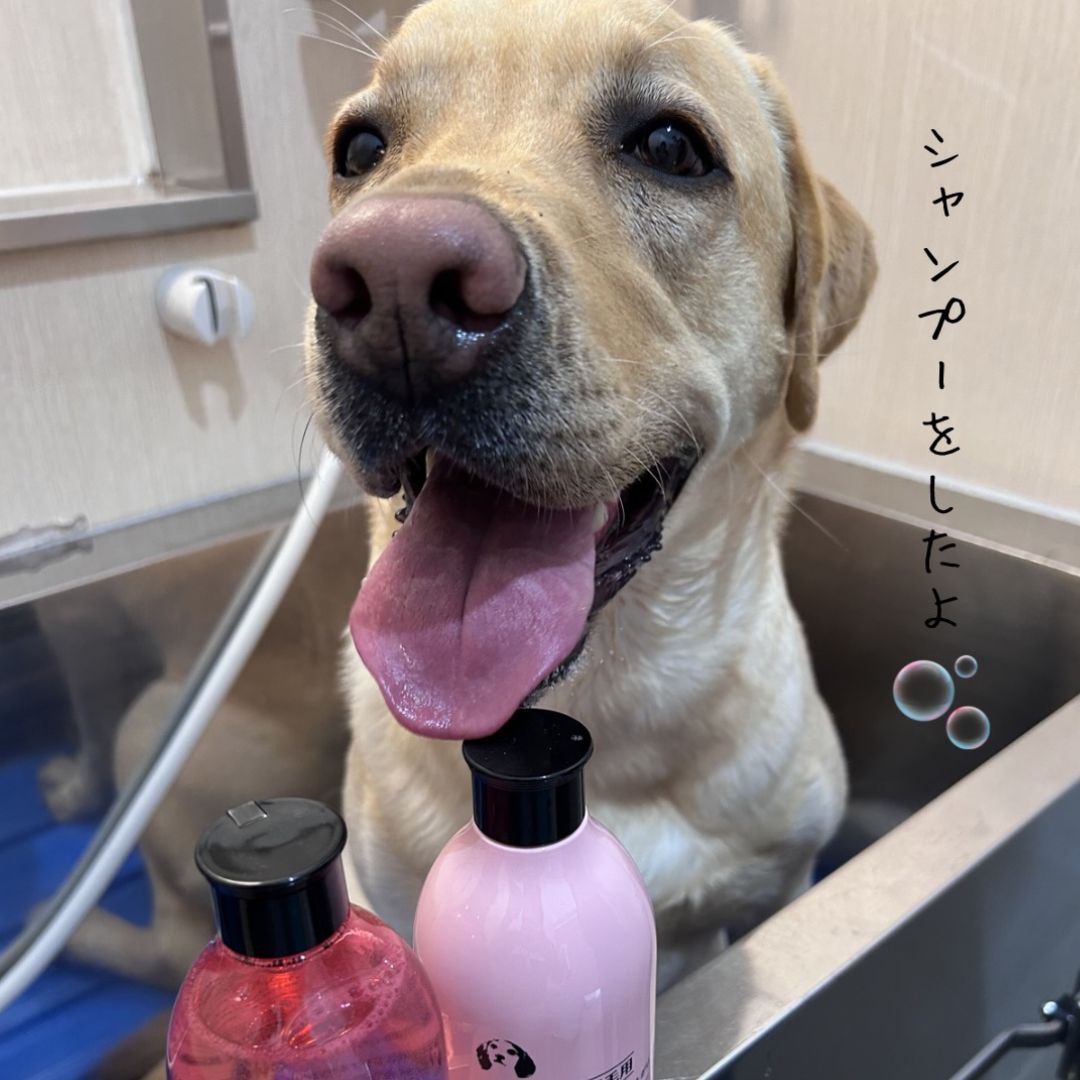 ゾイック N アンバサダー ボイス