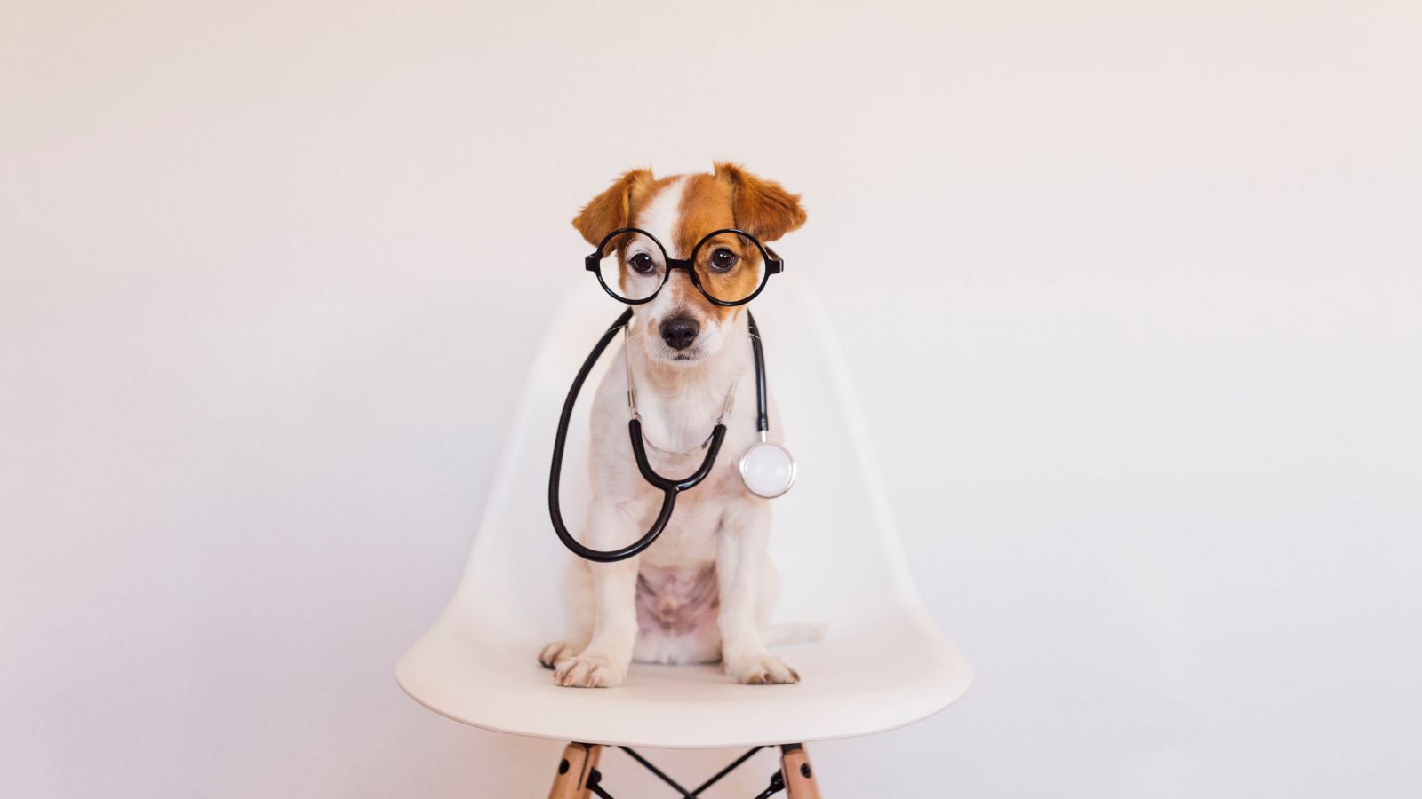 犬や猫の体調チェックガイド｜毎日の観察ポイントと気づきたい変化