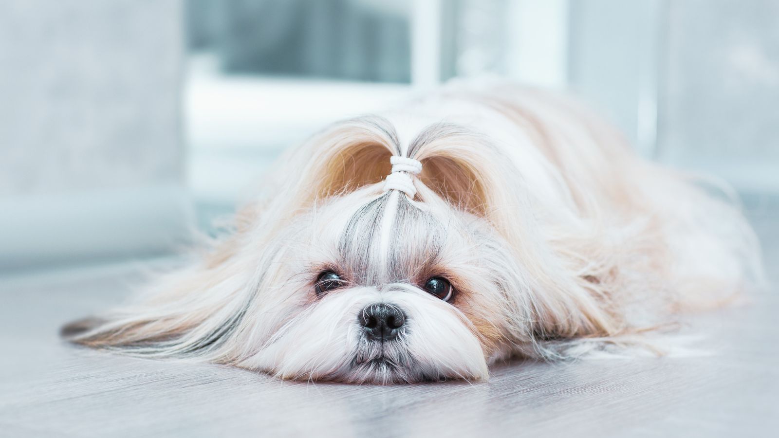 犬の毛艶が悪い原因は？今日からできるケア方法