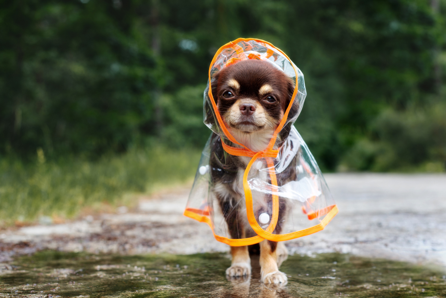 梅雨に気を付けたいシニア犬のケア｜湿気・暑さ・皮膚や耳の変化を見守るポイント