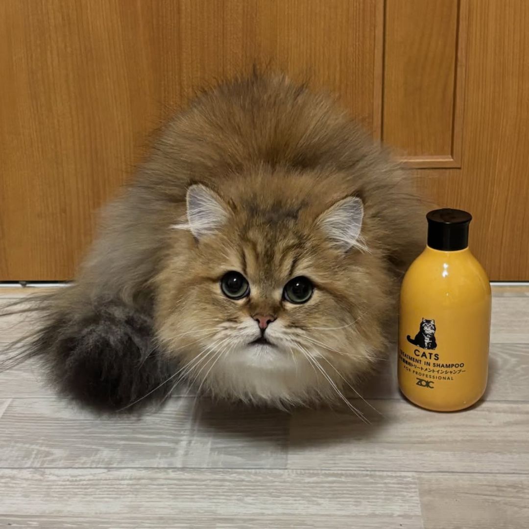 キャッツ アンバサダー ボイス