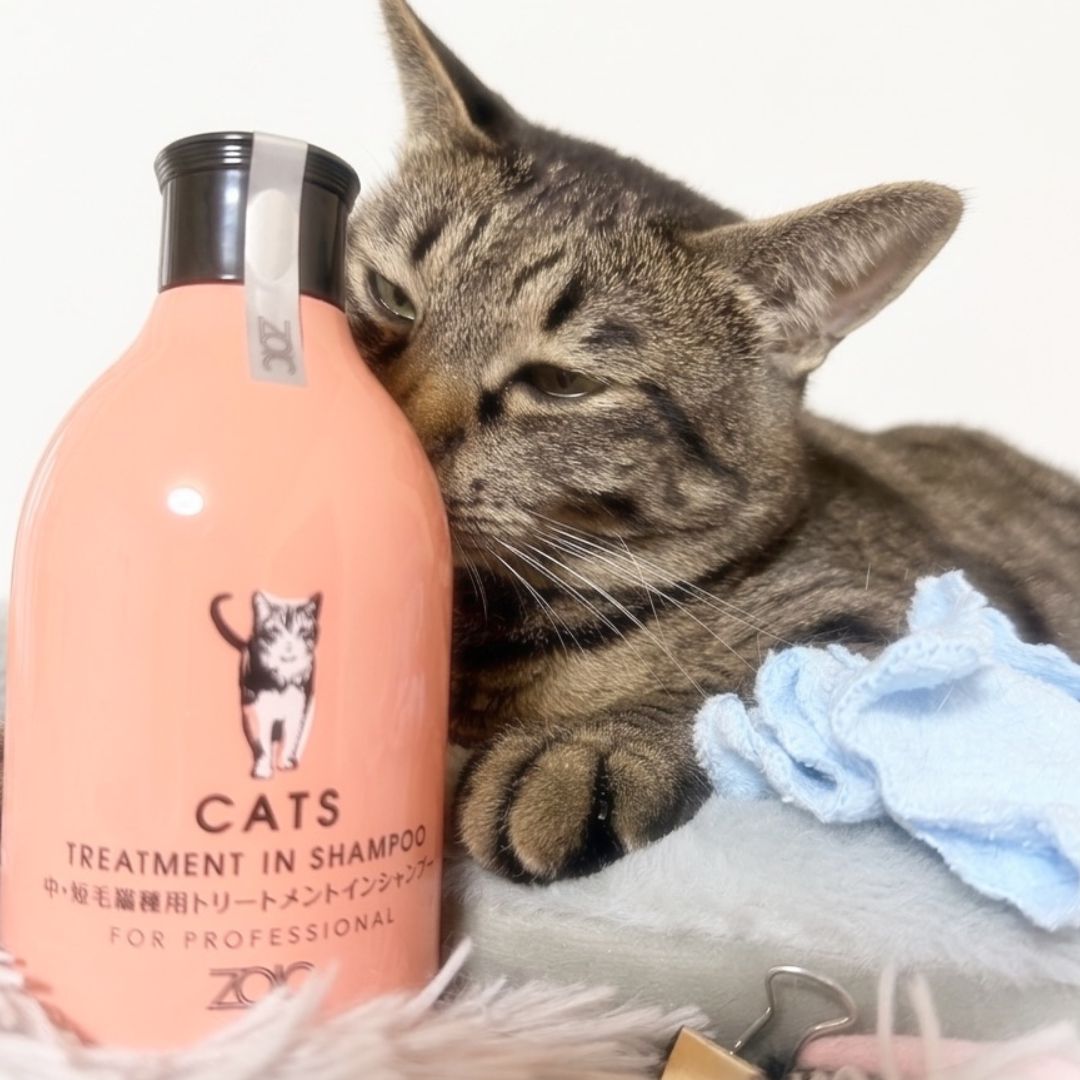 キャッツ アンバサダー ボイス