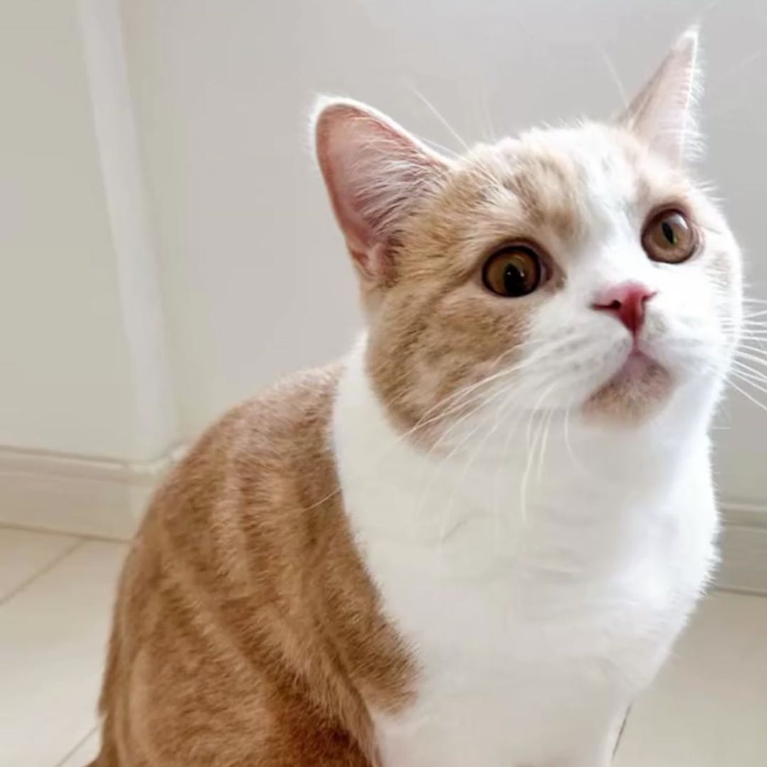キャッツ アンバサダー ボイス