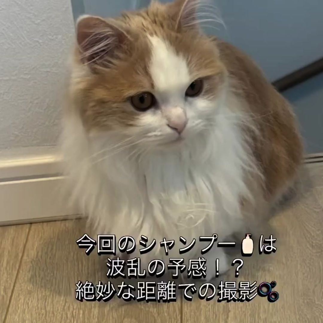 キャッツ アンバサダー ボイス