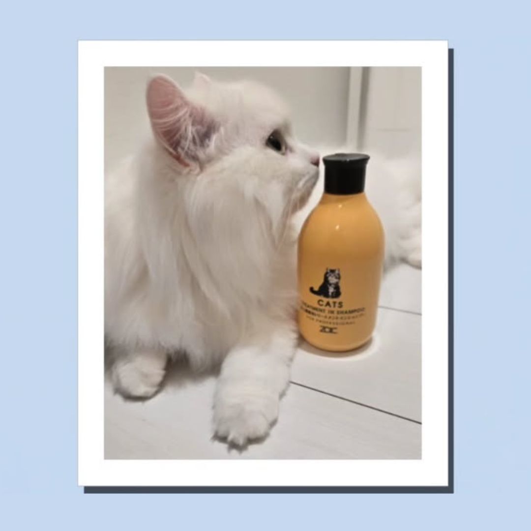 キャッツ アンバサダー ボイス