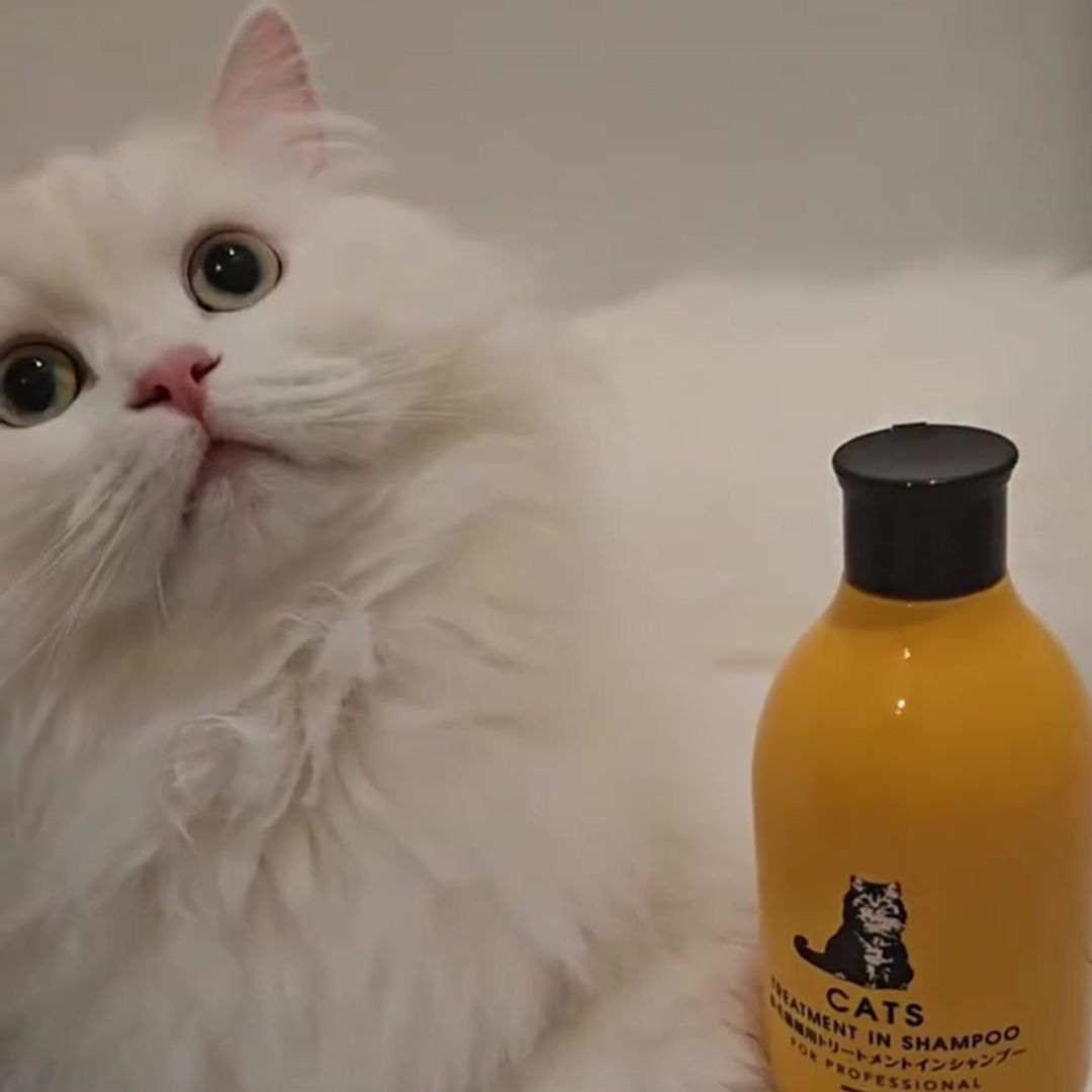 キャッツ アンバサダー ボイス