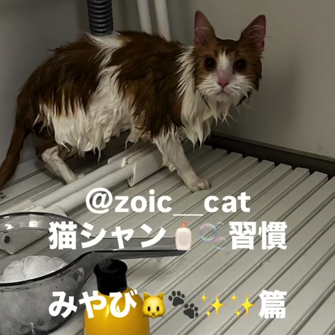 キャッツ アンバサダー ボイス