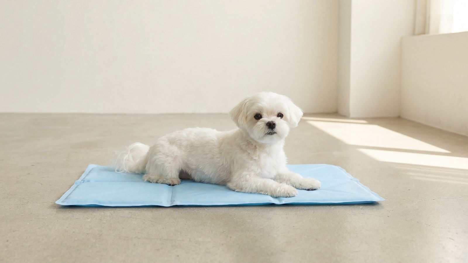 今注目されている犬猫の接触冷感アイテム、夏に上手に取り入れるために