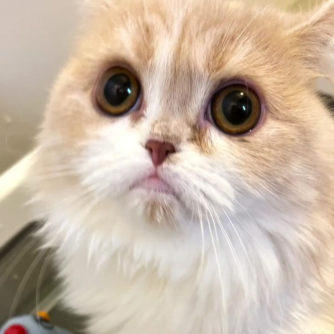 キャッツ アンバサダー ボイス
