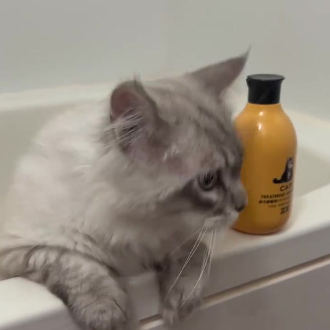 キャッツ アンバサダー ボイス