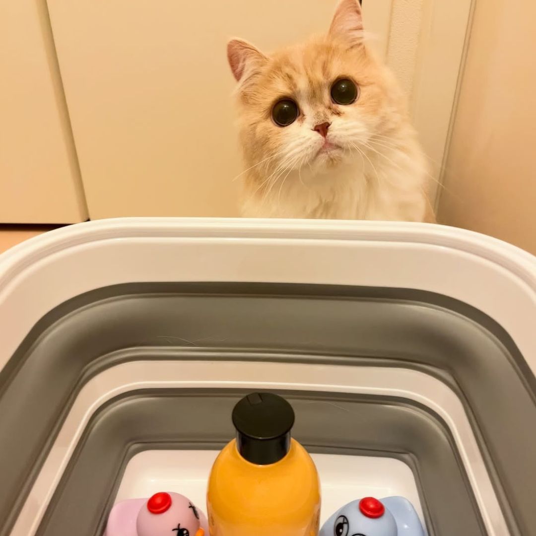 キャッツ アンバサダー ボイス