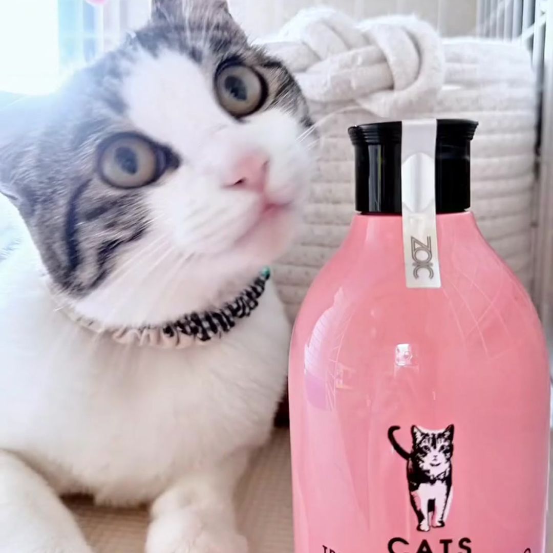 キャッツ アンバサダー ボイス
