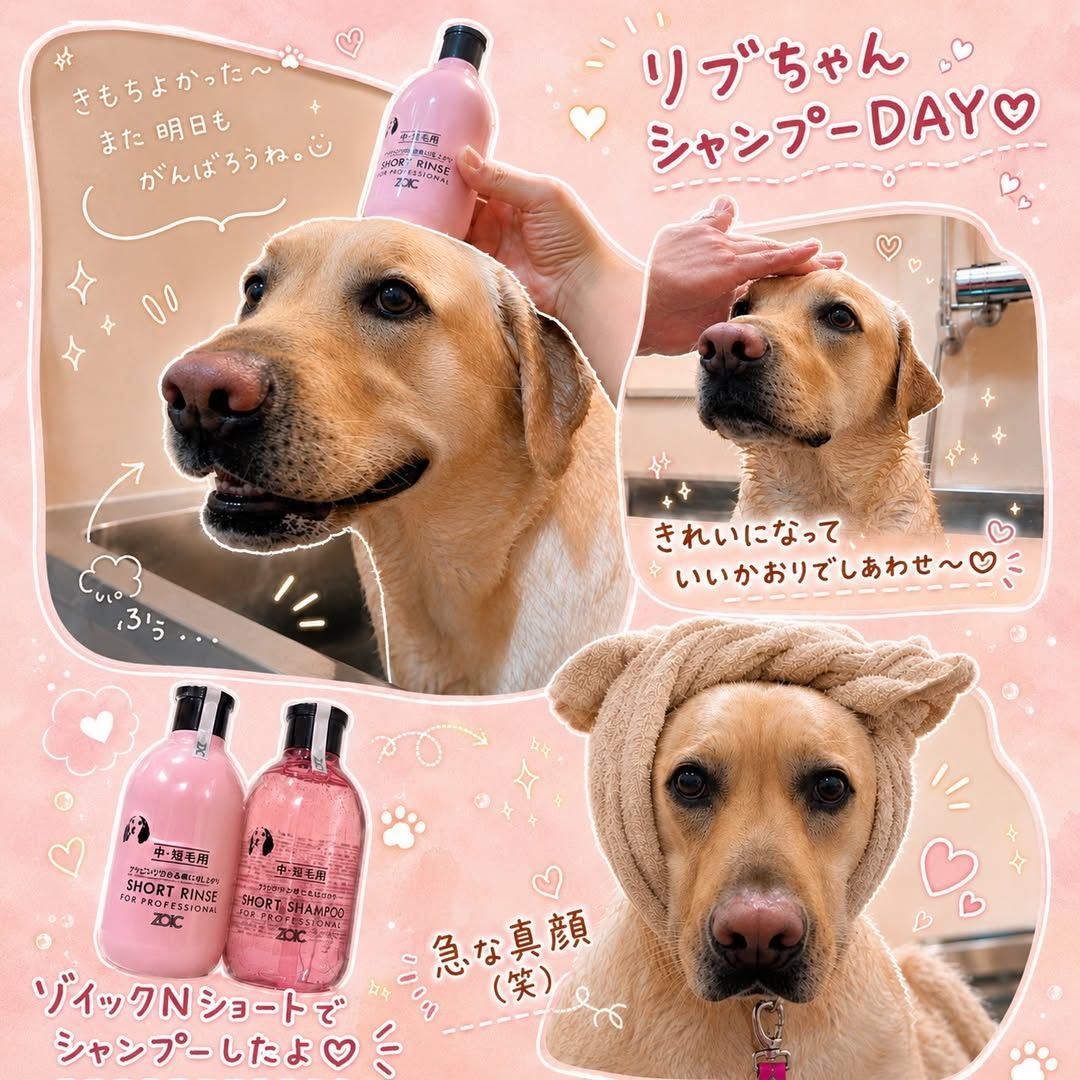 ゾイック N アンバサダー ボイス