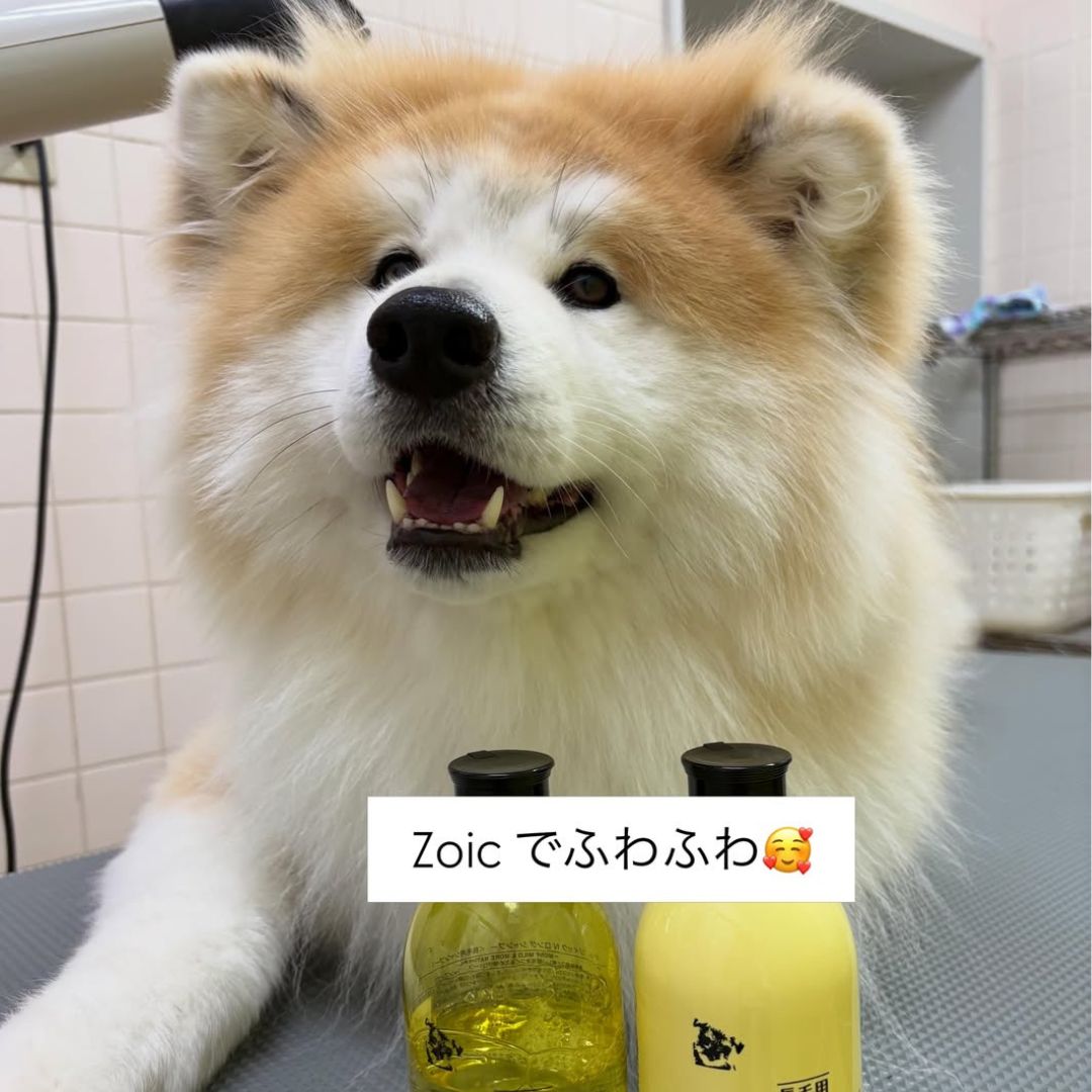 ゾイック N アンバサダー ボイス