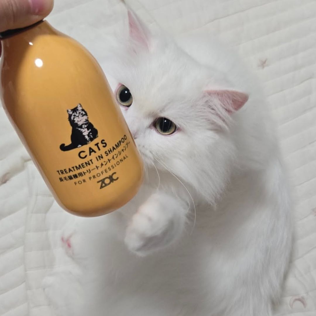 キャッツ アンバサダー ボイス