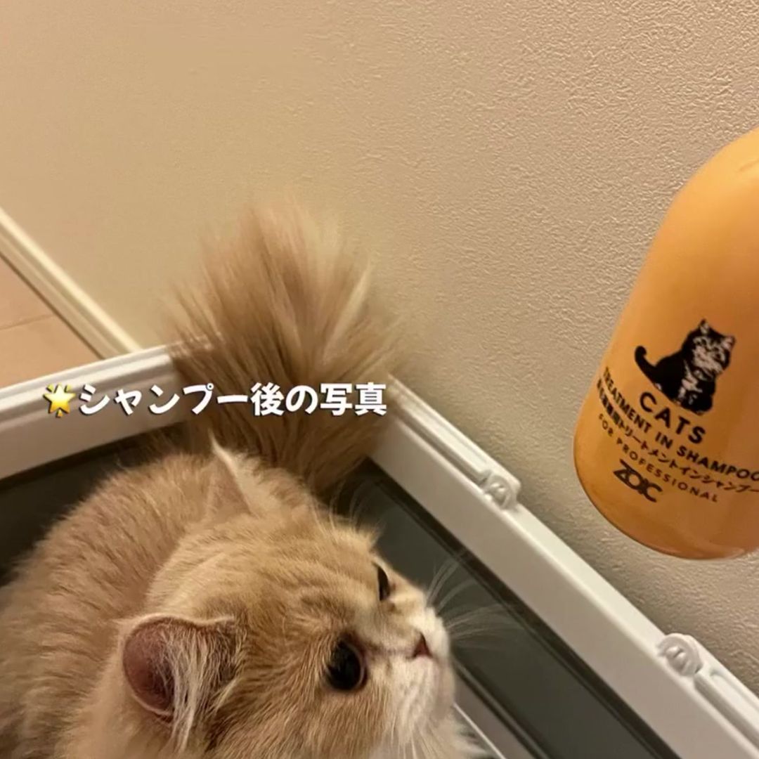 キャッツ アンバサダー ボイス