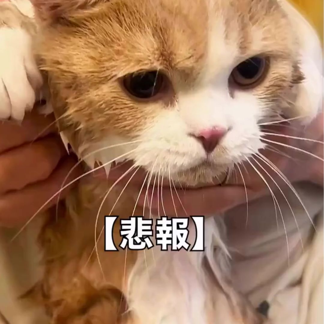 キャッツ アンバサダー ボイス