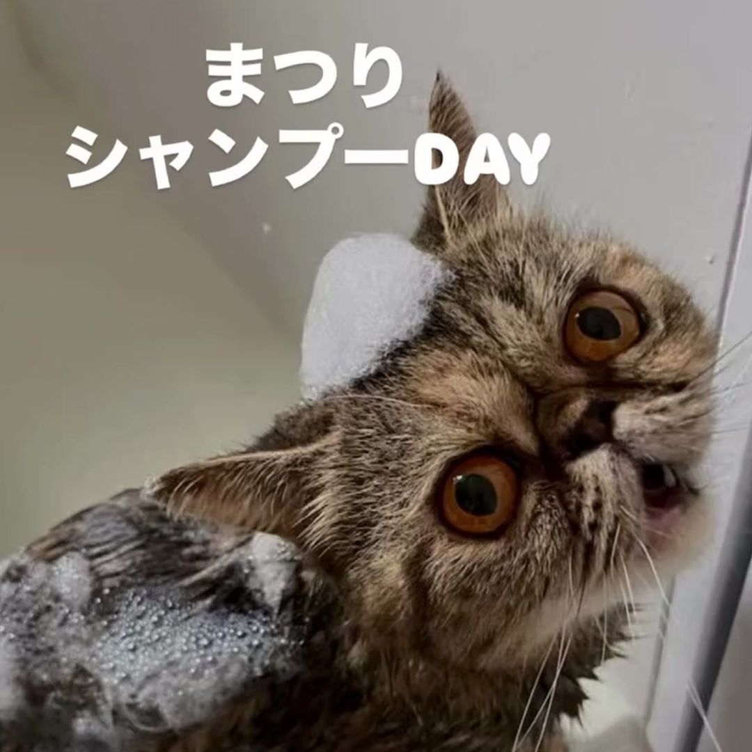 キャッツ アンバサダー ボイス