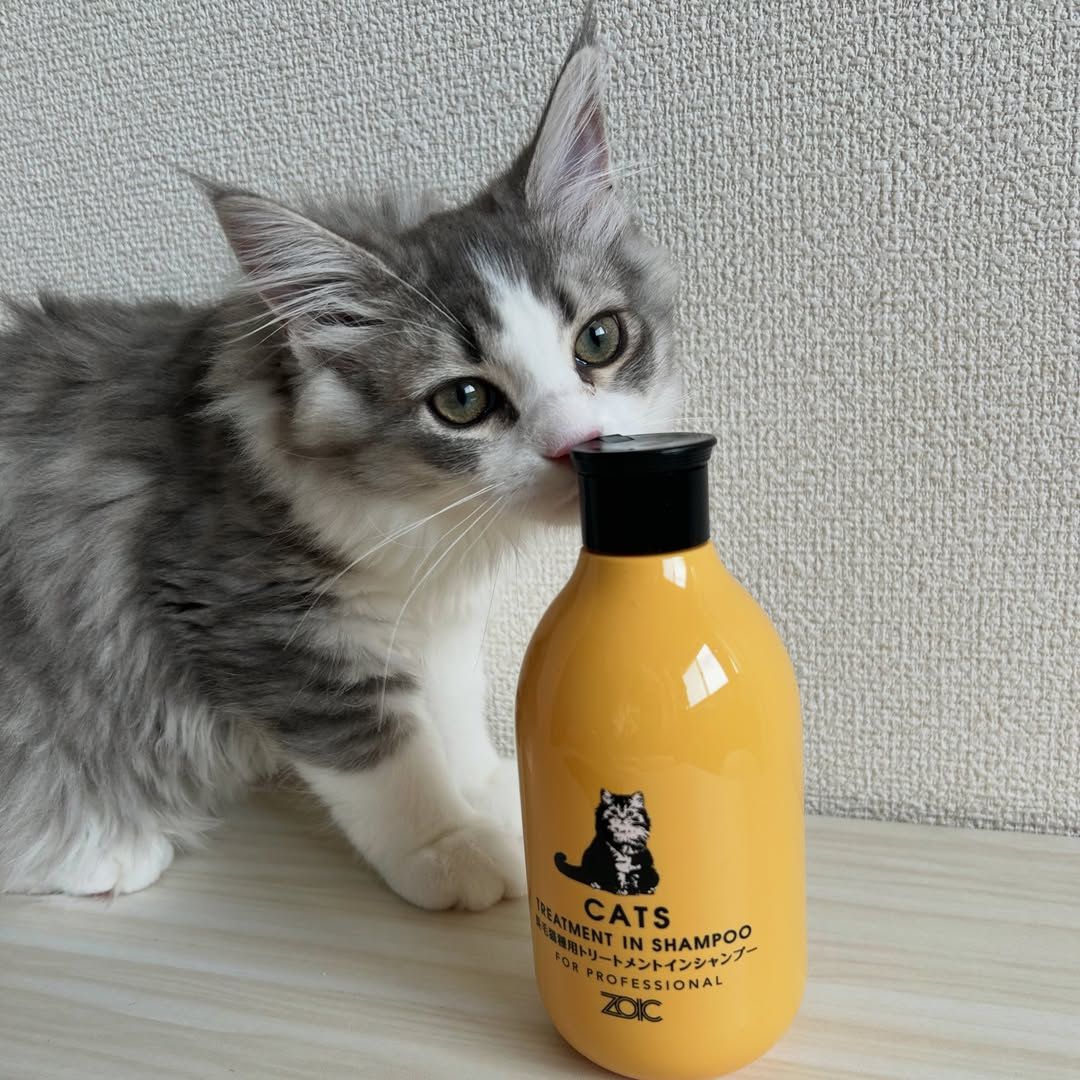 キャッツ アンバサダー ボイス