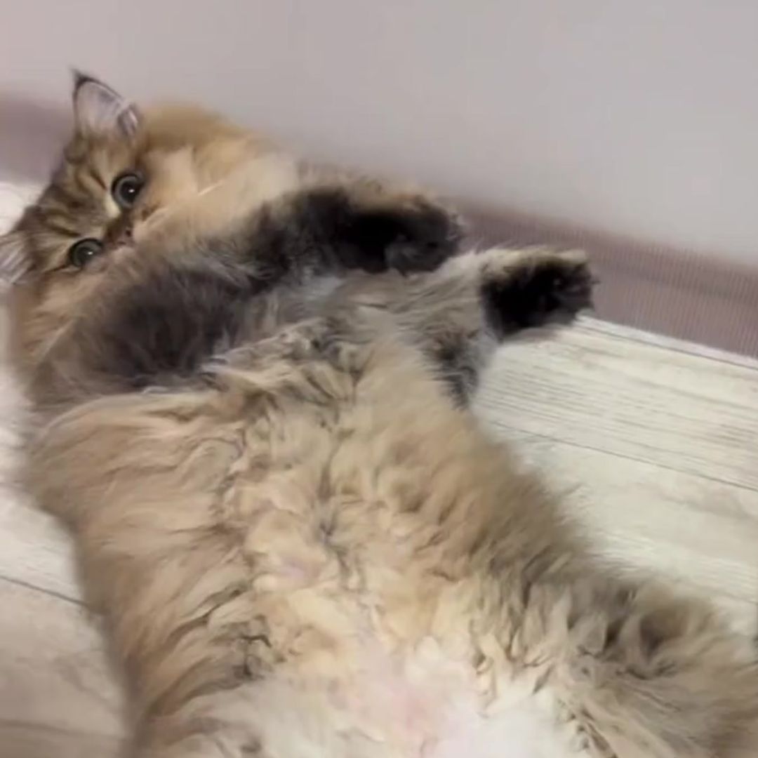 キャッツ アンバサダー ボイス