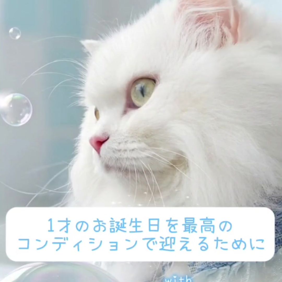 キャッツ アンバサダー ボイス