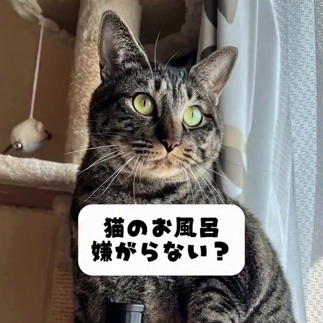 キャッツ アンバサダー ボイス
