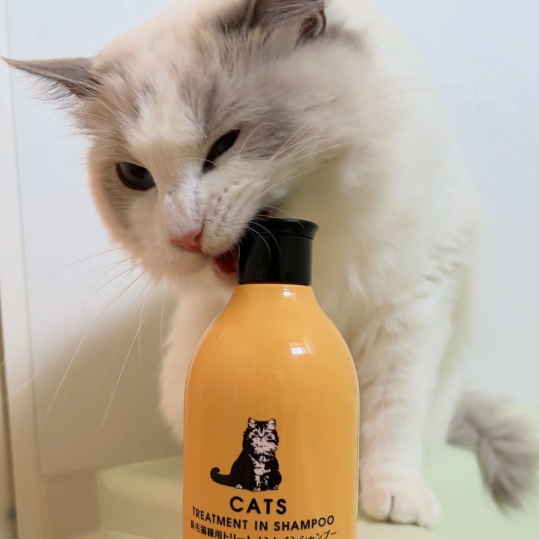 キャッツ アンバサダー ボイス