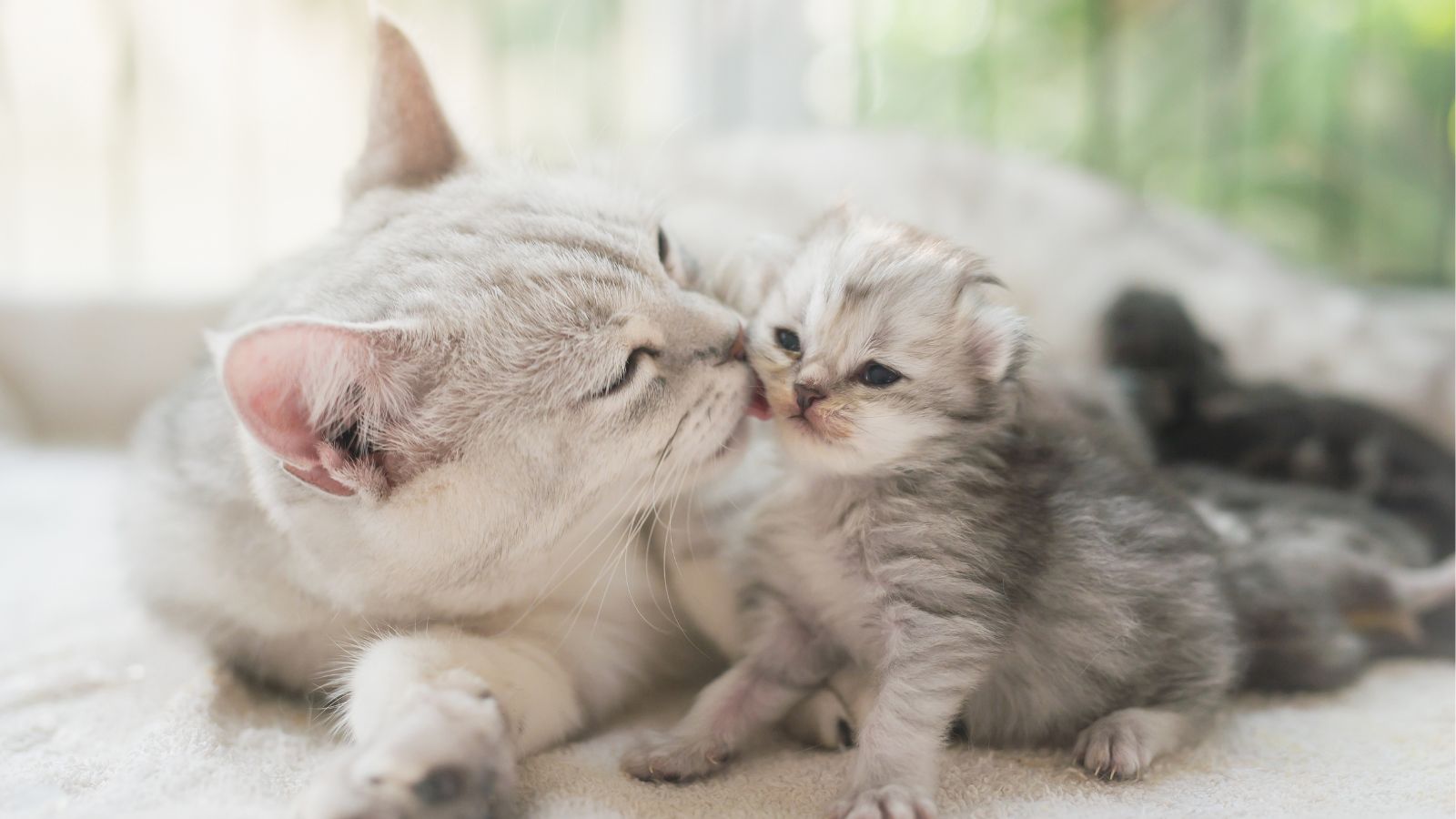 子猫の頃と色が違う?猫の毛色が変わって見える理由