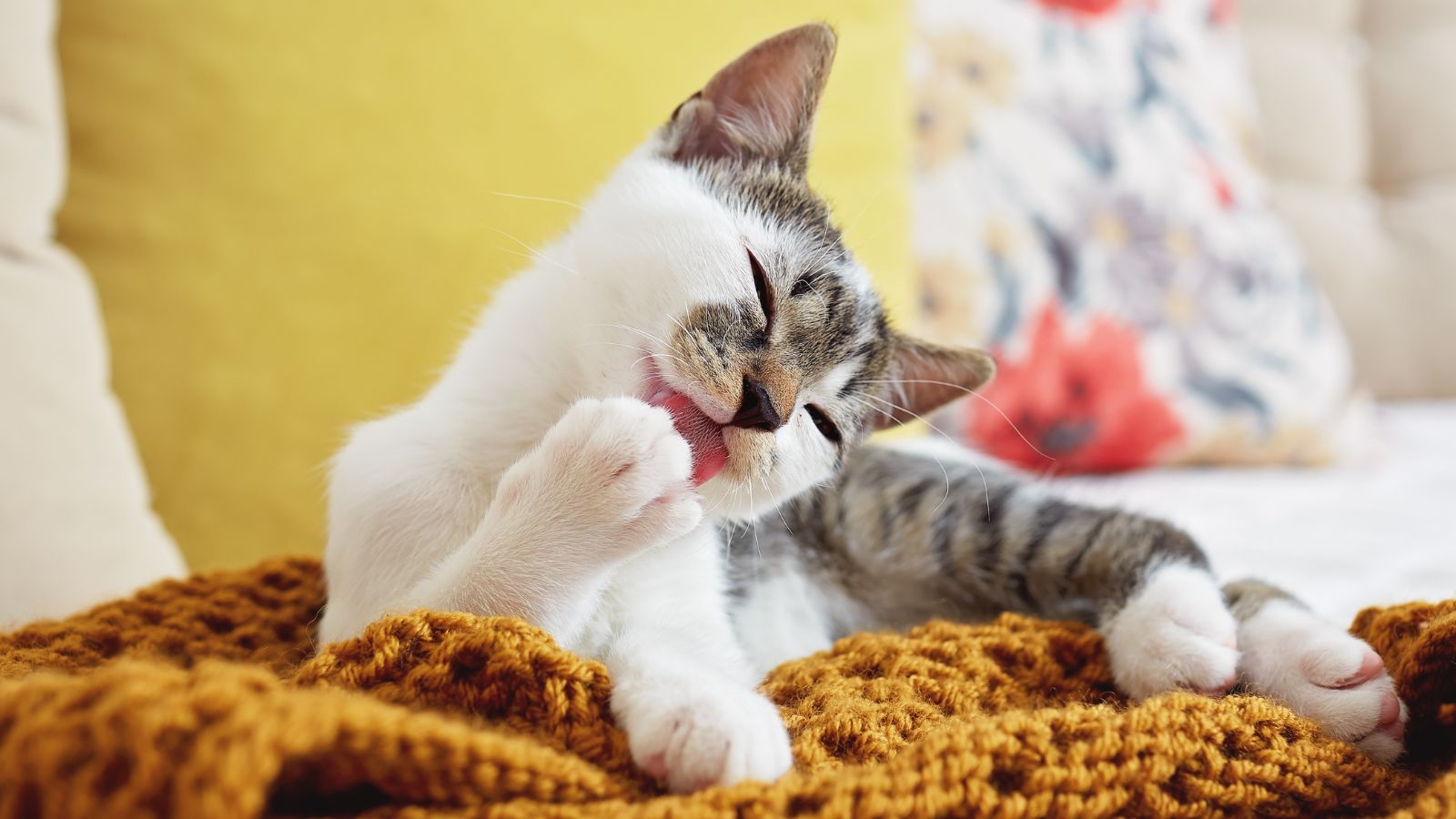 猫は自分で毛づくろいするのにブラッシングは必要？役割と嫌がるときのコツ