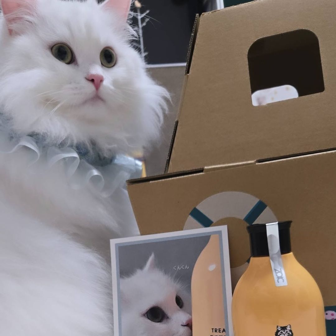 キャッツ アンバサダー ボイス