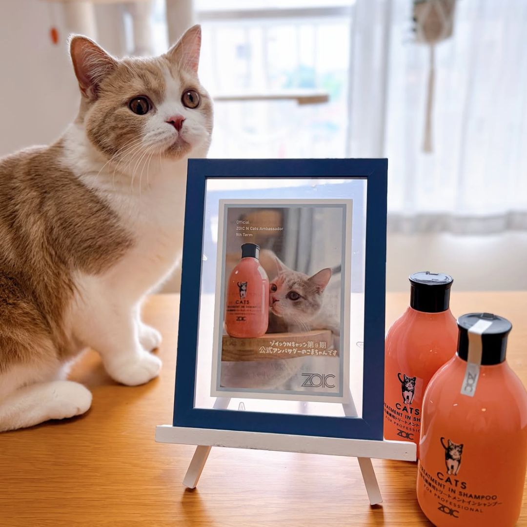 キャッツ アンバサダー ボイス