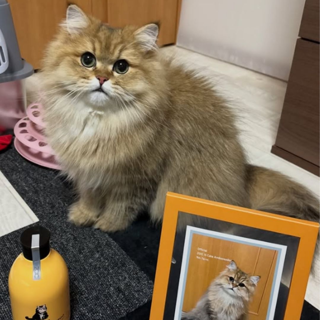 キャッツ アンバサダー ボイス