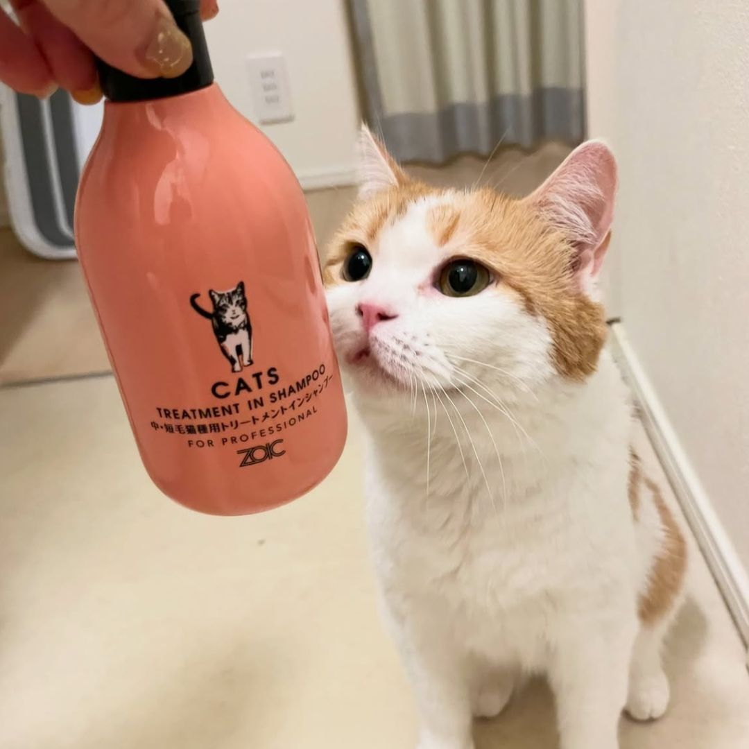 キャッツ アンバサダー ボイス