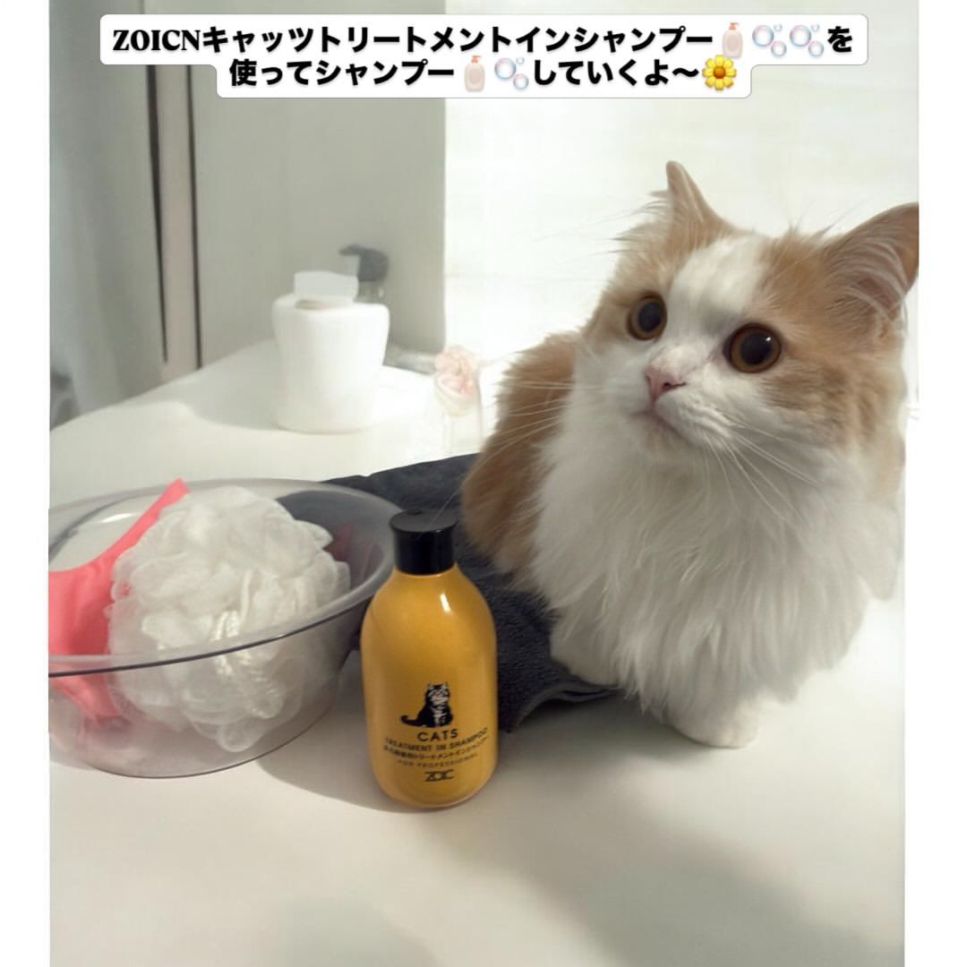 キャッツ アンバサダー ボイス