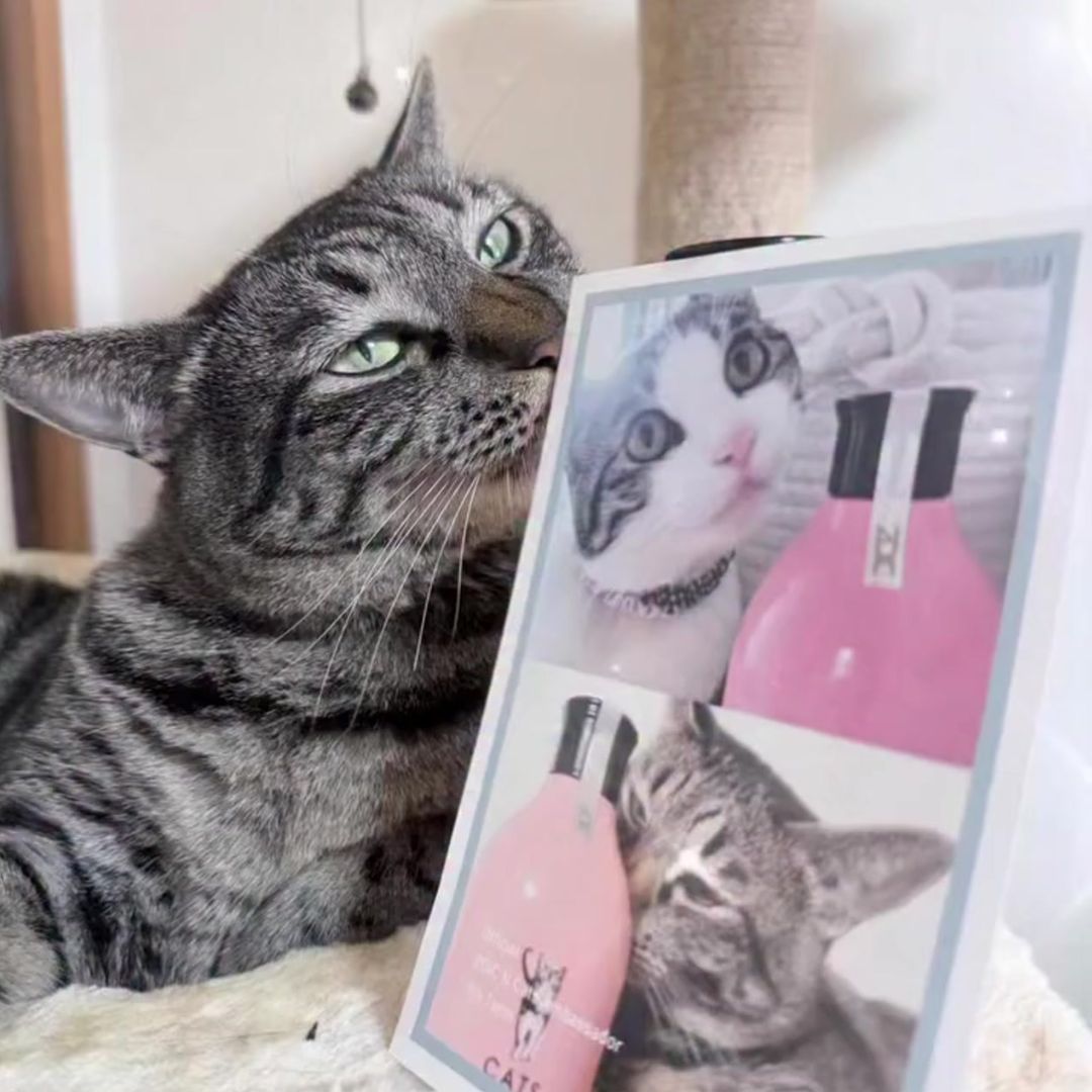 キャッツ アンバサダー ボイス
