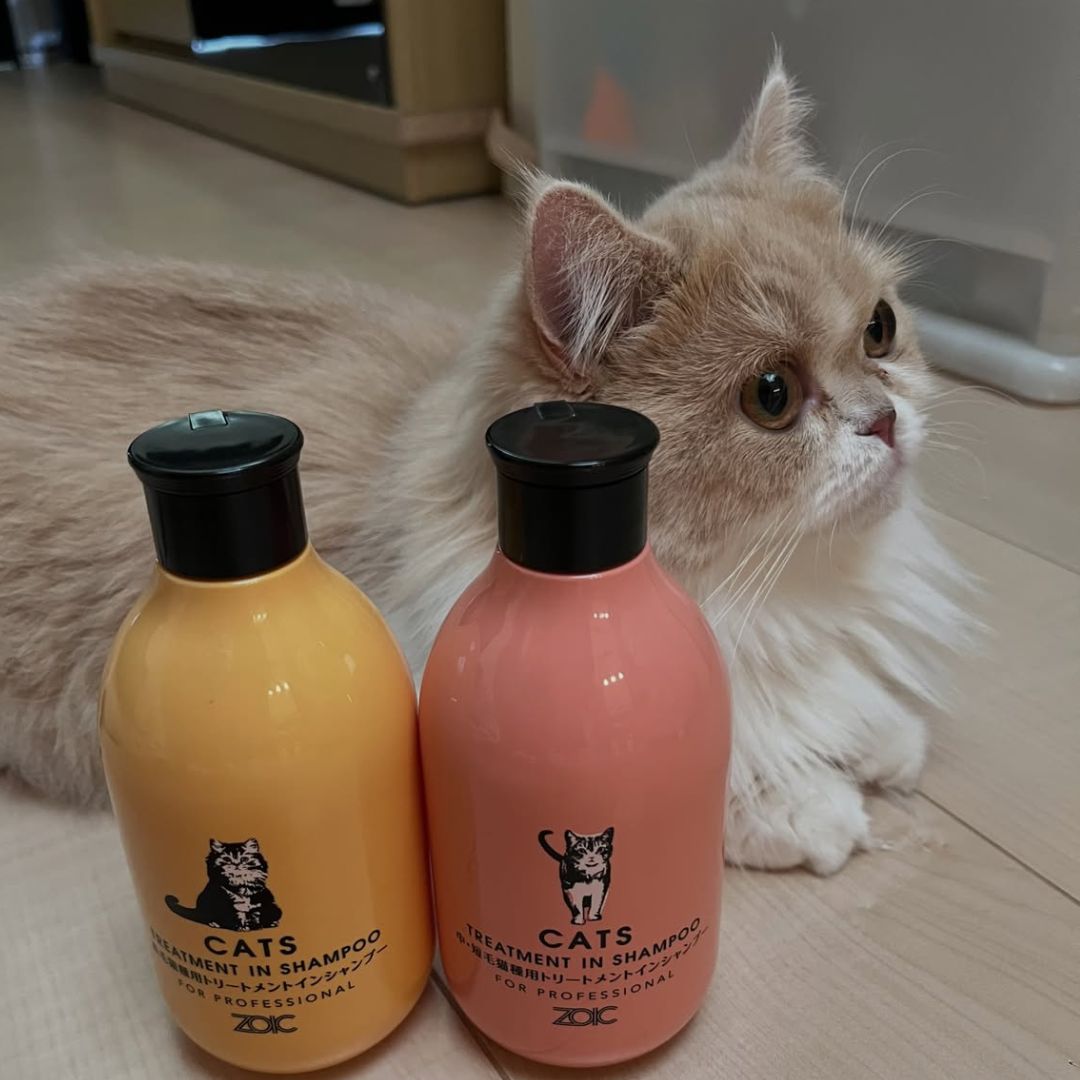 キャッツ アンバサダー ボイス