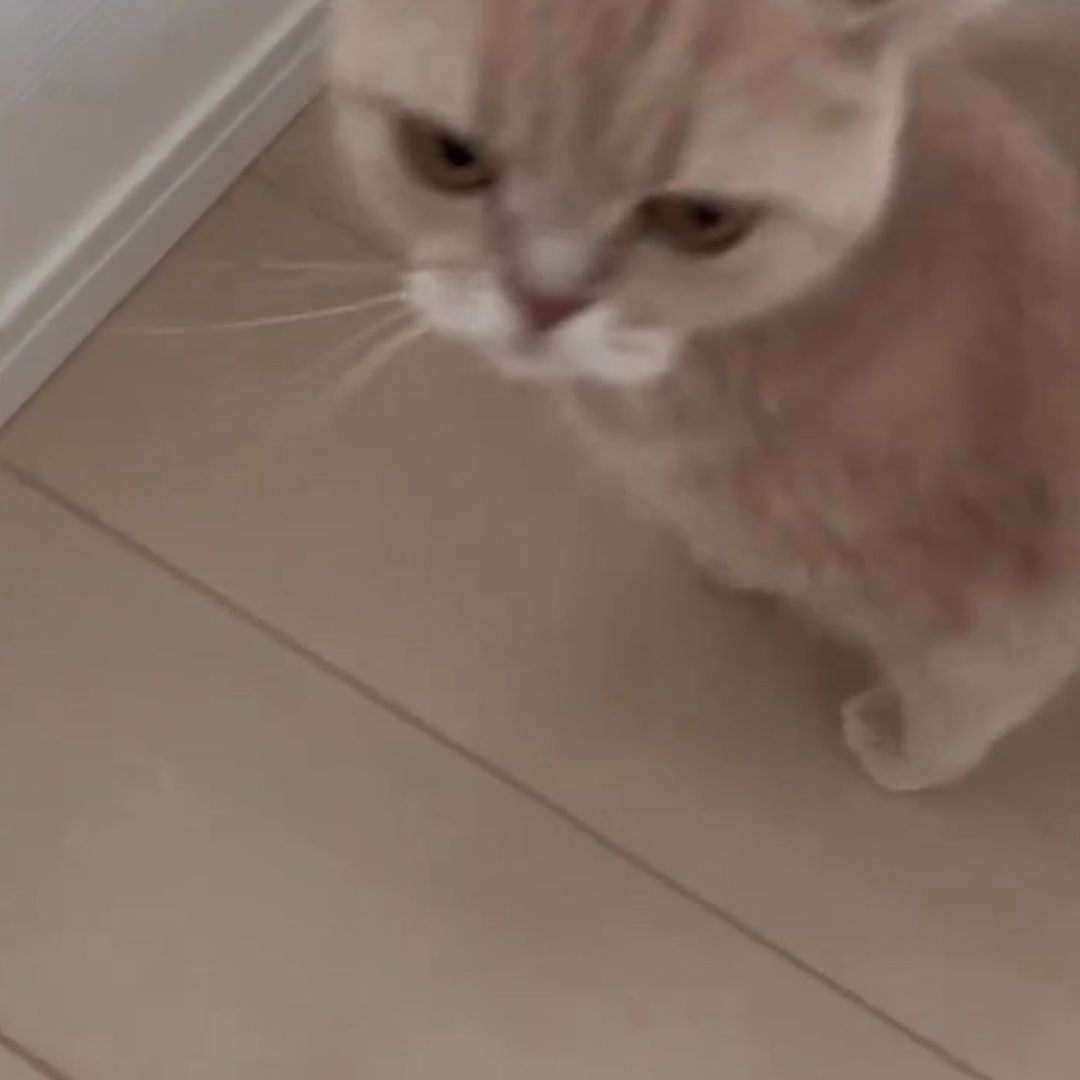 キャッツ アンバサダー ボイス