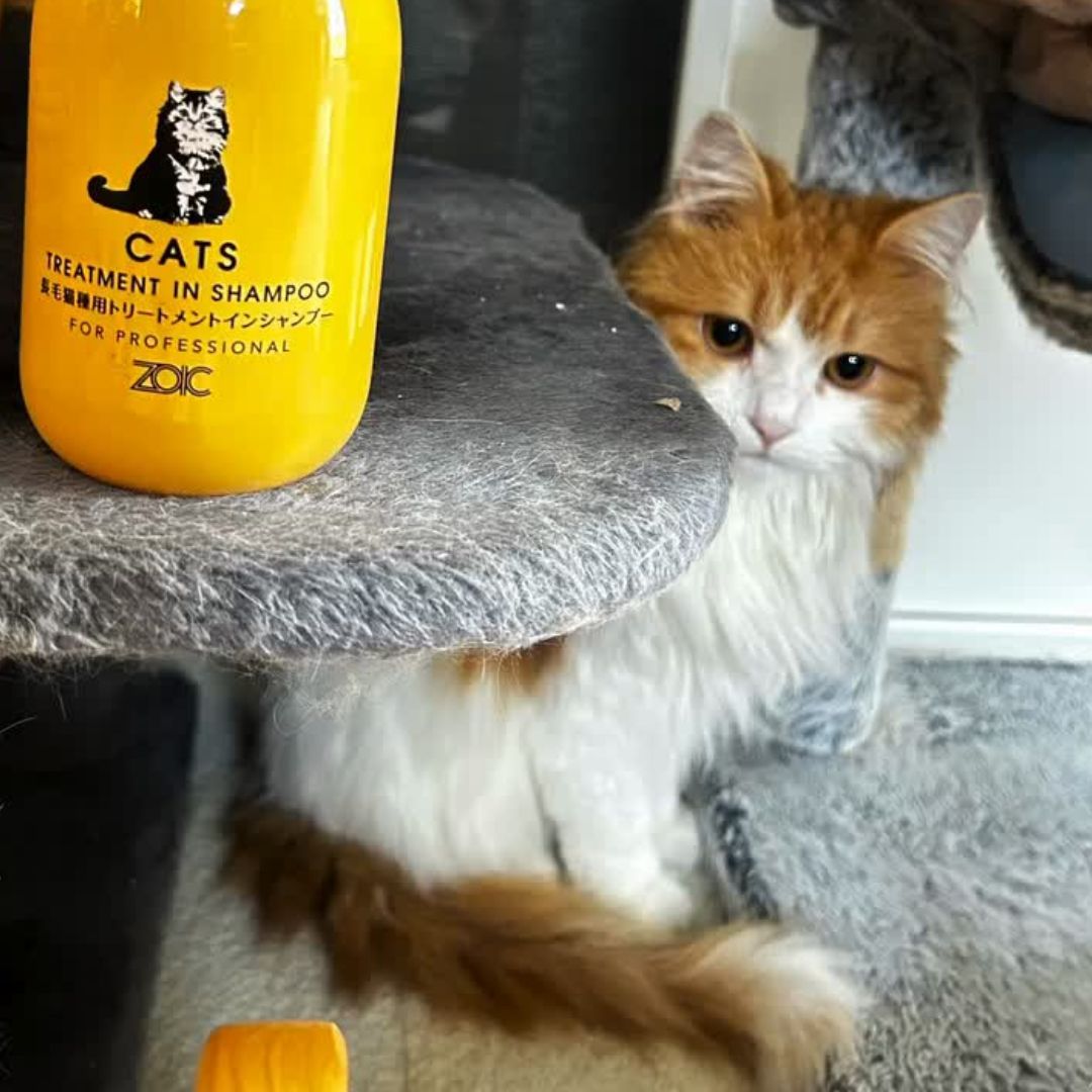 キャッツ アンバサダー ボイス